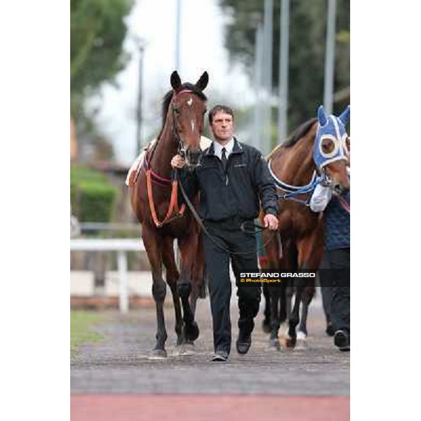 Quiza Quiza Quiza parades before the Premio Longines Lydia Tesio Roma - Capannelle racecourse,28th oct.2012 ph.Stefano Grasso