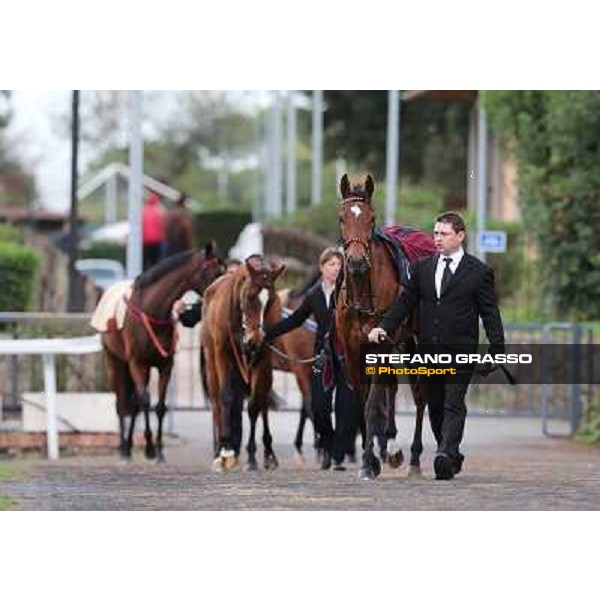 Sortilege parades before the Premio Longines Lydia Tesio Roma - Capannelle racecourse,28th oct.2012 ph.Stefano Grasso
