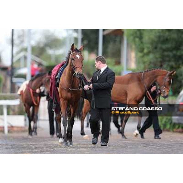Sortilege parades before the Premio Longines Lydia Tesio Roma - Capannelle racecourse,28th oct.2012 ph.Stefano Grasso