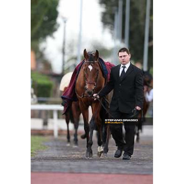 Sortilege parades before the Premio Longines Lydia Tesio Roma - Capannelle racecourse,28th oct.2012 ph.Stefano Grasso