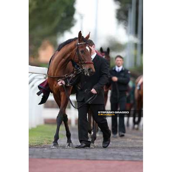 Sortilege parades before the Premio Longines Lydia Tesio Roma - Capannelle racecourse,28th oct.2012 ph.Stefano Grasso