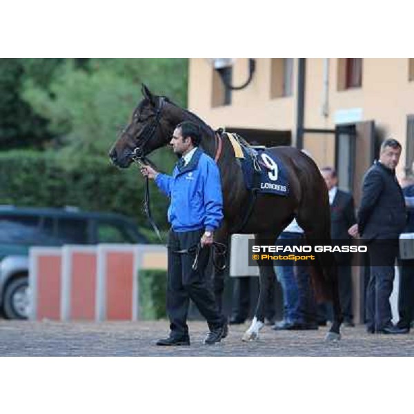 Sajjhaa parades before the Premio Longines Lydia Tesio Roma - Capannelle racecourse,28th oct.2012 ph.Stefano Grasso