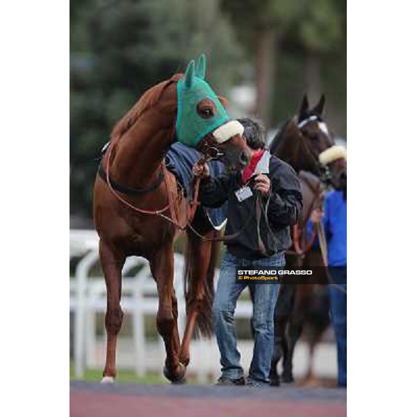 Benvenue parades before winning the Premio Conte Felice Scheibler Roma - Capannelle racecourse,28th oct.2012 ph.Stefano Grasso