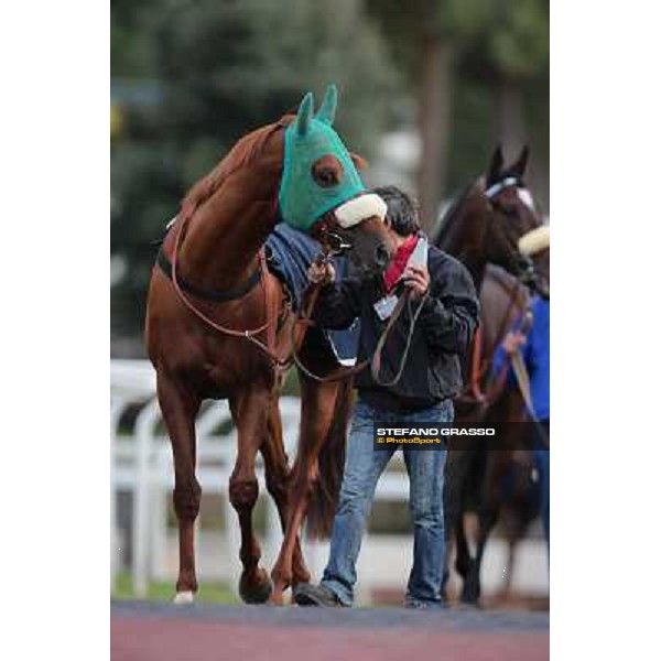 Benvenue parades before winning the Premio Conte Felice Scheibler Roma - Capannelle racecourse,28th oct.2012 ph.Stefano Grasso