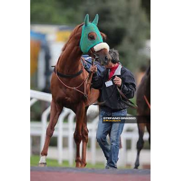 Benvenue parades before winning the Premio Conte Felice Scheibler Roma - Capannelle racecourse,28th oct.2012 ph.Stefano Grasso