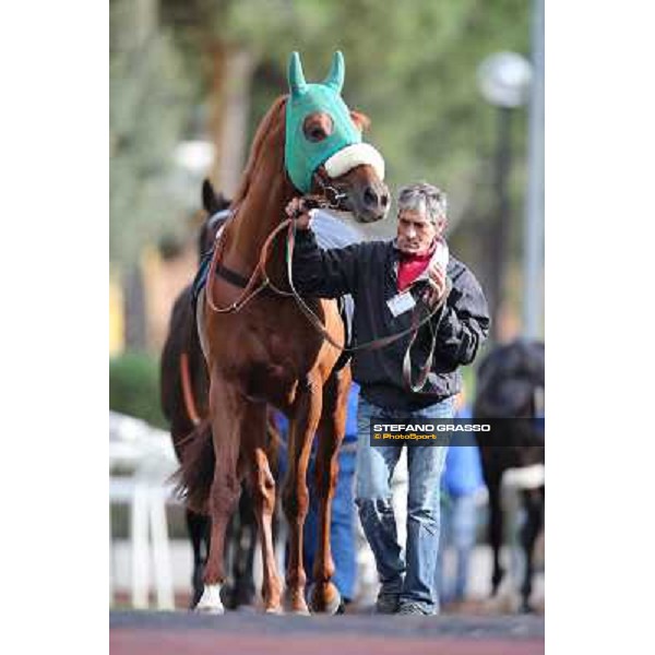 Benvenue parades before winning the Premio Conte Felice Scheibler Roma - Capannelle racecourse,28th oct.2012 ph.Stefano Grasso