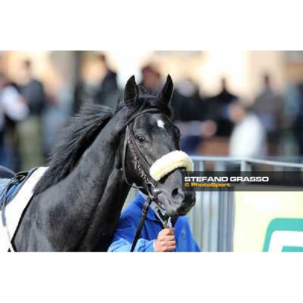 Bit of Hell Roma - Capannelle racecourse,28th oct.2012 ph.Stefano Grasso