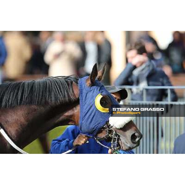 Wild Wolf Roma - Capannelle racecourse,28th oct.2012 ph.Stefano Grasso