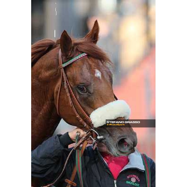 a close up for Benvenue after winning the Premio Conte Felice Scheibler Roma - Capannelle racecourse,28th oct.2012 ph.Stefano Grasso