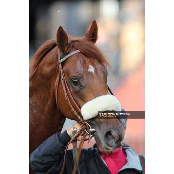 a close up for Benvenue after winning the Premio Conte Felice Scheibler Roma - Capannelle racecourse,28th oct.2012 ph.Stefano Grasso