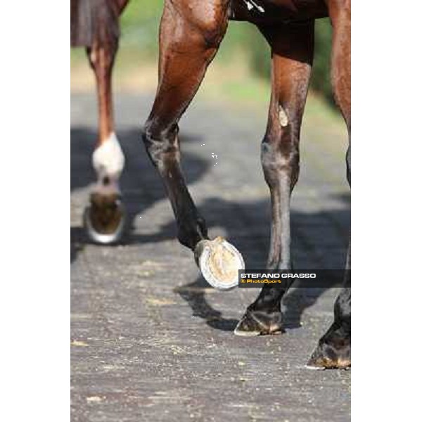 Roma - Capannelle racecourse,28th oct.2012 ph.Stefano Grasso