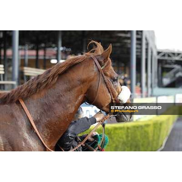Benvenue after winning the Premio Conte Felice Scheibler Roma - Capannelle racecourse,28th oct.2012 ph.Stefano Grasso