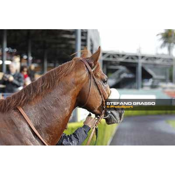 Benvenue after winning the Premio Conte Felice Scheibler Roma - Capannelle racecourse,28th oct.2012 ph.Stefano Grasso