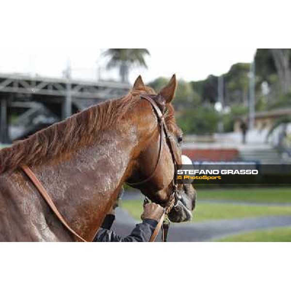 Benvenue after winning the Premio Conte Felice Scheibler Roma - Capannelle racecourse,28th oct.2012 ph.Stefano Grasso