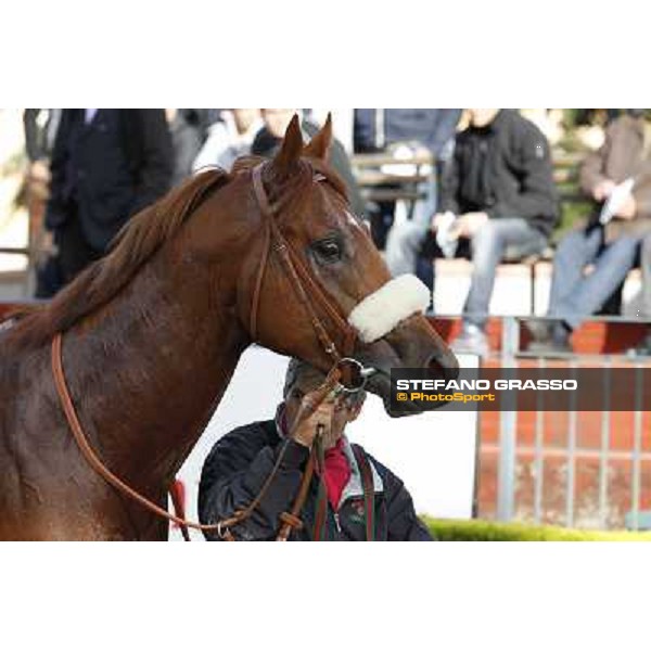 Benvenue after winning the Premio Conte Felice Scheibler Roma - Capannelle racecourse,28th oct.2012 ph.Stefano Grasso