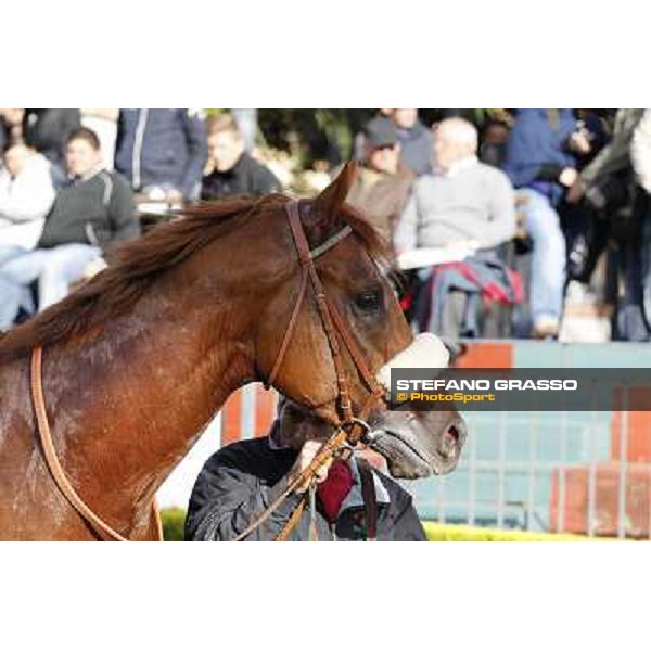 Benvenue after winning the Premio Conte Felice Scheibler Roma - Capannelle racecourse,28th oct.2012 ph.Stefano Grasso