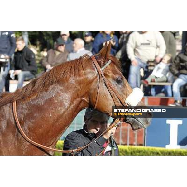 Benvenue after winning the Premio Conte Felice Scheibler Roma - Capannelle racecourse,28th oct.2012 ph.Stefano Grasso