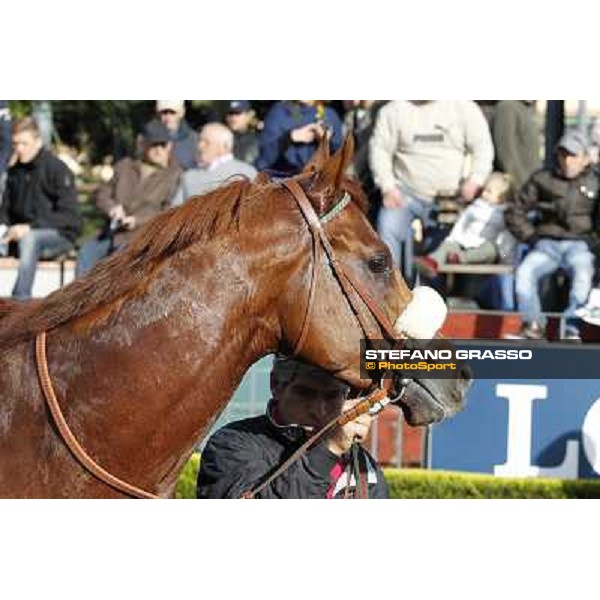 Benvenue after winning the Premio Conte Felice Scheibler Roma - Capannelle racecourse,28th oct.2012 ph.Stefano Grasso