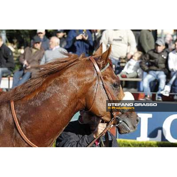 Benvenue after winning the Premio Conte Felice Scheibler Roma - Capannelle racecourse,28th oct.2012 ph.Stefano Grasso