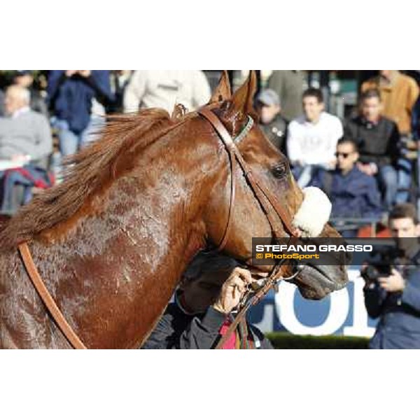 Benvenue after winning the Premio Conte Felice Scheibler Roma - Capannelle racecourse,28th oct.2012 ph.Stefano Grasso