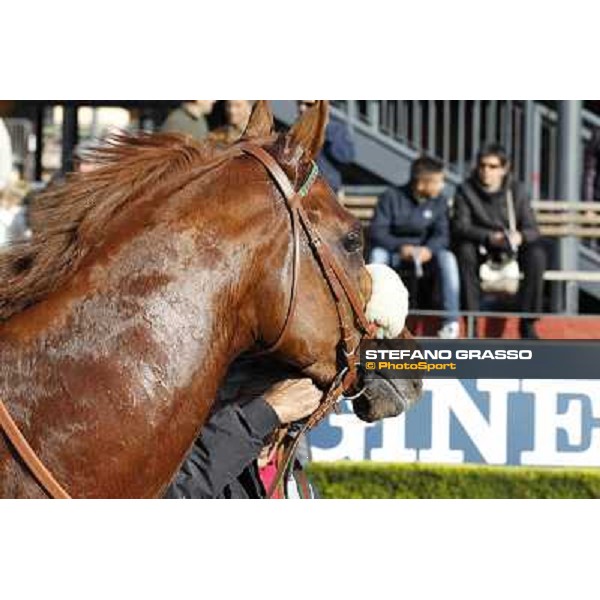 Benvenue after winning the Premio Conte Felice Scheibler Roma - Capannelle racecourse,28th oct.2012 ph.Stefano Grasso