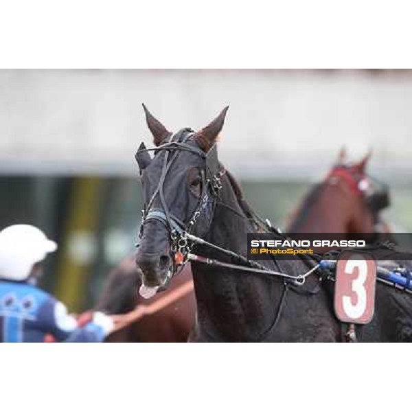 Mack Grace Sm Rome-Tordivalle racecourse,27th oct.2012 ph.Stefano Grasso