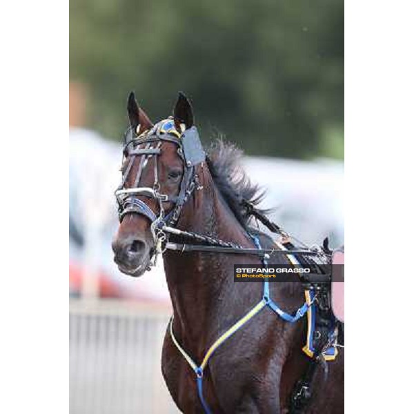 Mack Grace Sm Rome-Tordivalle racecourse,27th oct.2012 ph.Stefano Grasso