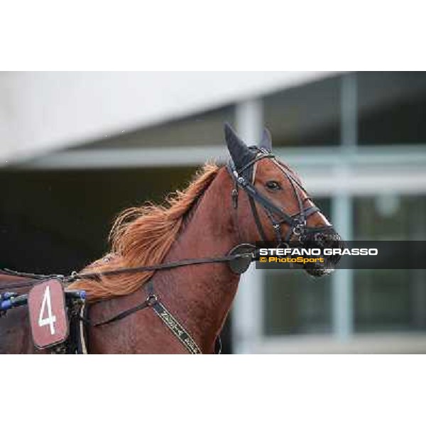 Nesta Effe Rome-Tordivalle racecourse,27th oct.2012 ph.Stefano Grasso