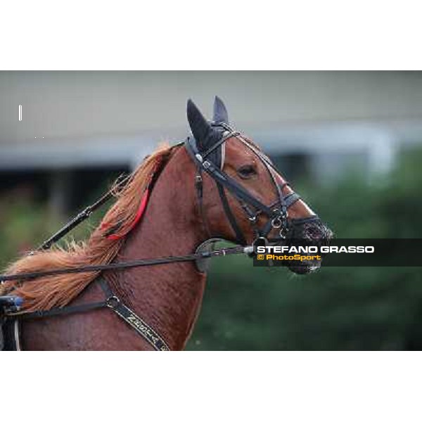 Nesta Effe Rome-Tordivalle racecourse,27th oct.2012 ph.Stefano Grasso
