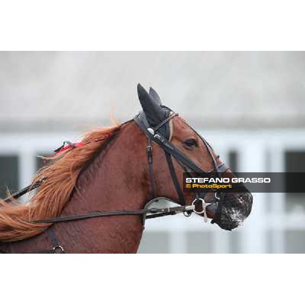 Nesta Effe Rome-Tordivalle racecourse,27th oct.2012 ph.Stefano Grasso