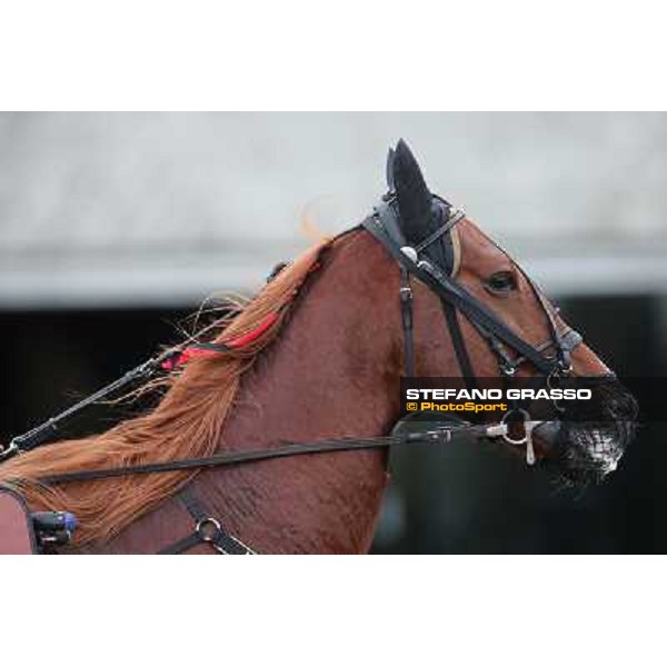 Nesta Effe Rome-Tordivalle racecourse,27th oct.2012 ph.Stefano Grasso