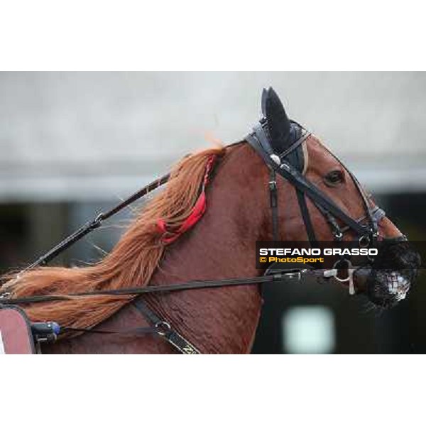 Nesta Effe Rome-Tordivalle racecourse,27th oct.2012 ph.Stefano Grasso