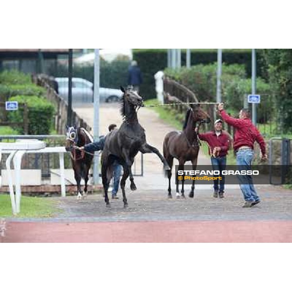The saddling area Rome- Capannelle racecourse,4th nov.2012 ph.Stefano Grasso