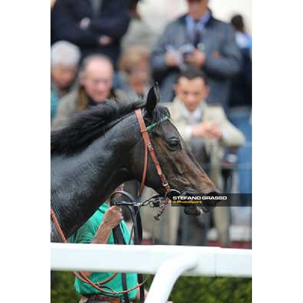 Grand Treasure parades after winning the Premio Criterium Femminile Rome- Capannelle racecourse,4th nov.2012 ph.Stefano Grasso