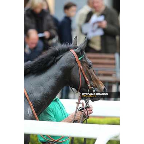 Grand Treasure parades after winning the Premio Criterium Femminile Rome- Capannelle racecourse,4th nov.2012 ph.Stefano Grasso