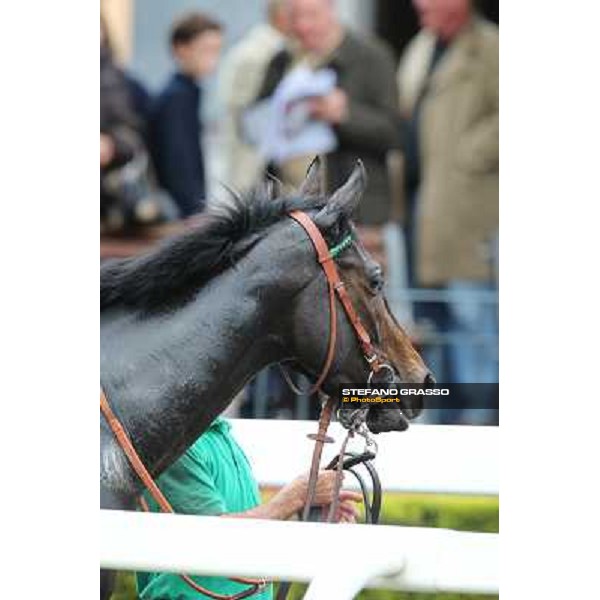 Grand Treasure parades after winning the Premio Criterium Femminile Rome- Capannelle racecourse,4th nov.2012 ph.Stefano Grasso