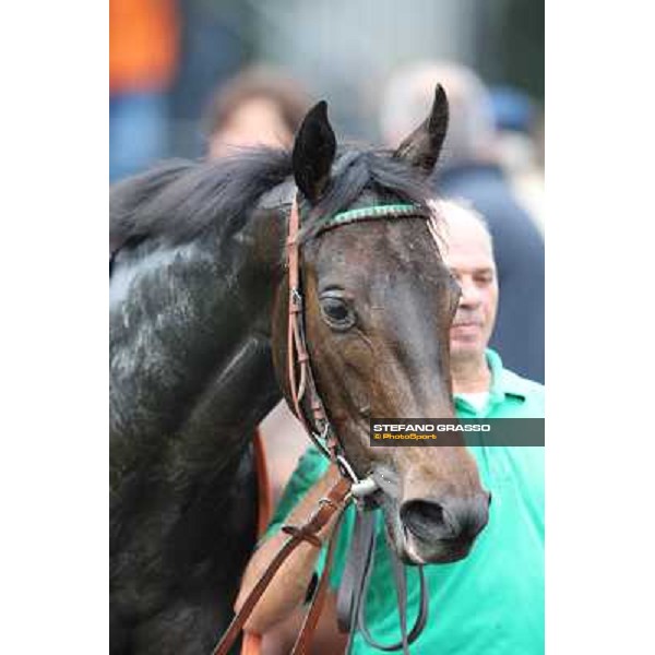 Grand Treasure parades after winning the Premio Criterium Femminile Rome- Capannelle racecourse,4th nov.2012 ph.Stefano Grasso
