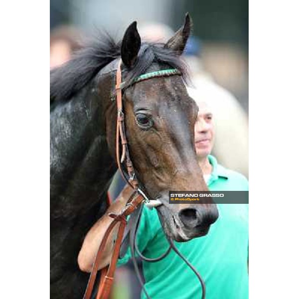 Grand Treasure parades after winning the Premio Criterium Femminile Rome- Capannelle racecourse,4th nov.2012 ph.Stefano Grasso