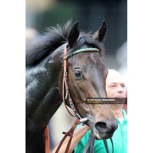 Grand Treasure parades after winning the Premio Criterium Femminile Rome- Capannelle racecourse,4th nov.2012 ph.Stefano Grasso