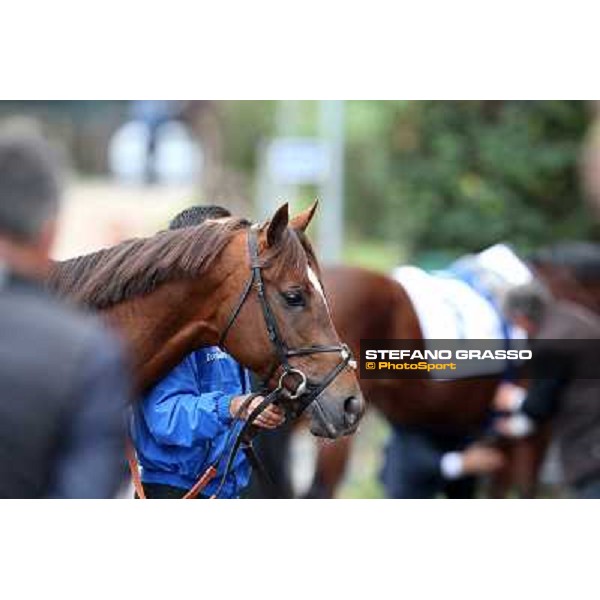 Hunter\'s Light Rome- Capannelle racecourse,4th nov.2012 ph.Stefano Grasso