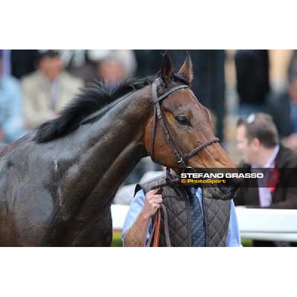 King Air parades after winning the Premio Ribot Roma - Capannelle racecourse,4th nov.2012 ph.Stefano Grasso