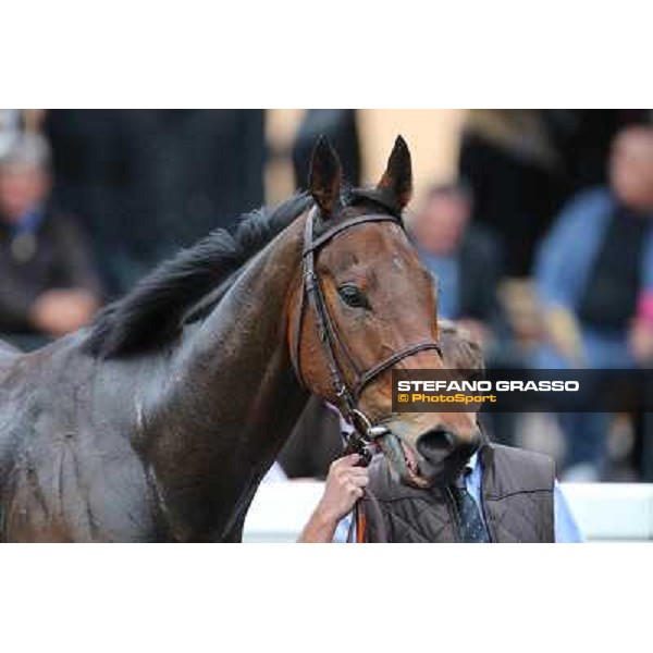 King Air parades after winning the Premio Ribot Roma - Capannelle racecourse,4th nov.2012 ph.Stefano Grasso