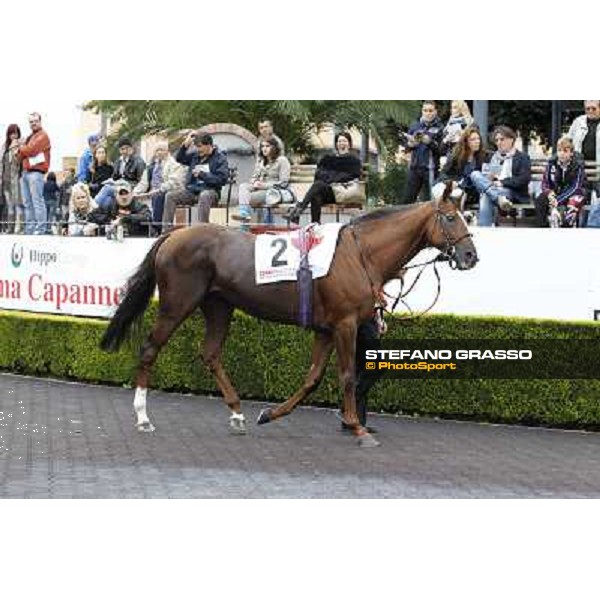 Durban Thunder Rome- Capannelle racecourse,4th nov.2012 ph.Stefano Grasso