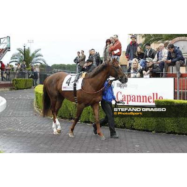 Hunter\'s Light Rome- Capannelle racecourse,4th nov.2012 ph.Stefano Grasso