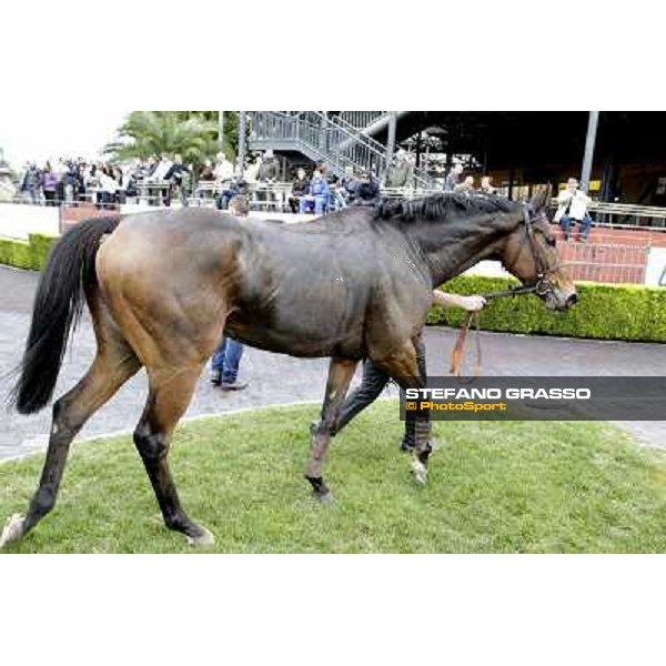 King Air parades after winning the Premio Ribot Rome- Capannelle racecourse,4th nov.2012 ph.Stefano Grasso