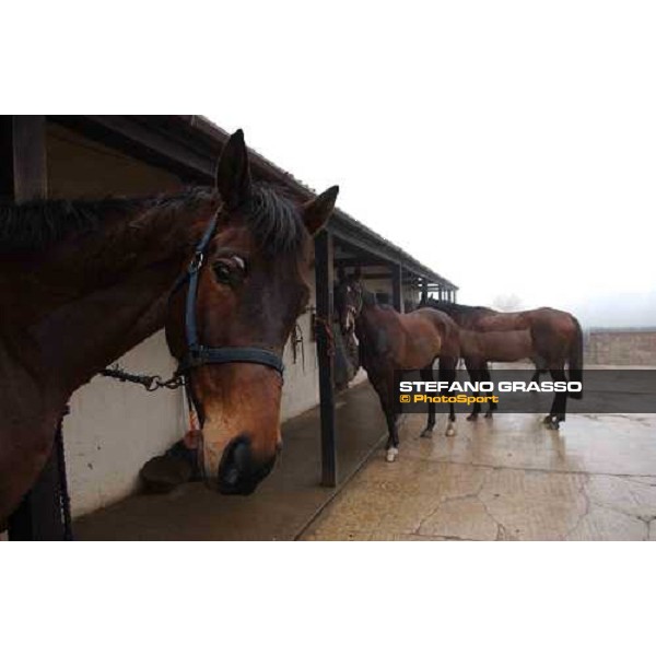 Dauncey\'s Farm Purton, Gloucesteshire 19th march 2005 Ph. Stefano Grasso