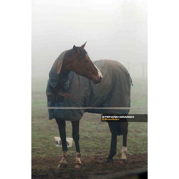 Timber Pond Racing stables Purton, Gloucestershire 19th march 2005 Ph. Stefano Grasso