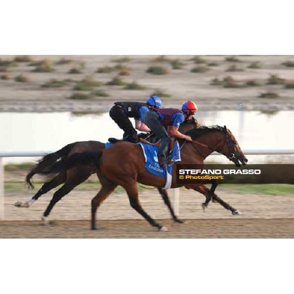 Godolphin Horses in training Frankie Dettori on Dubawi and Safsoof Al Quoz Dubai UAE 23rd march 2005 ph. Stefano Grasso