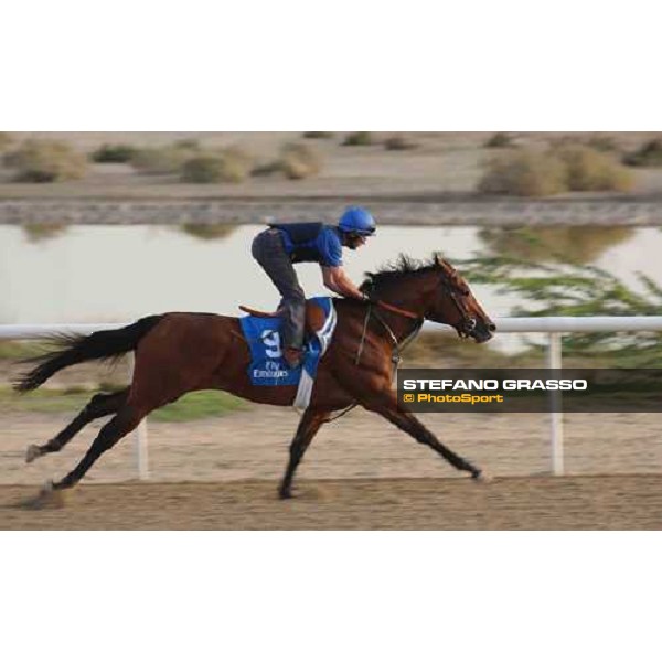 Godolphin Horses in training Blues and Royals Al Quoz Dubai UAE 23rd march 2005 ph. Stefano Grasso