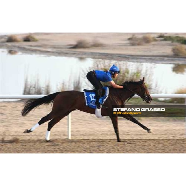 Godolphin Horses in training Satin Kiss Al Quoz Dubai UAE 23rd march 2005 ph. Stefano Grasso